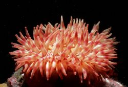 Anemone cold water Telegraph cove British Columbia by Keith Partlo 
